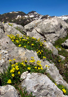 Alpine Rockrose