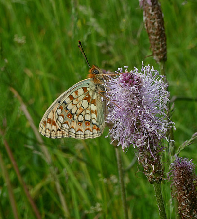 Niobe Fritillary
