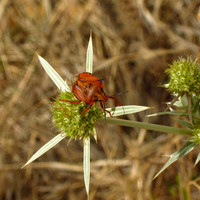 Dark-shouldered Shield Bug