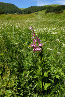 Martagon Lily