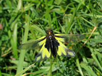 European Owlfly