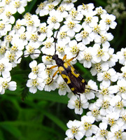Black and Yellow Longhorn