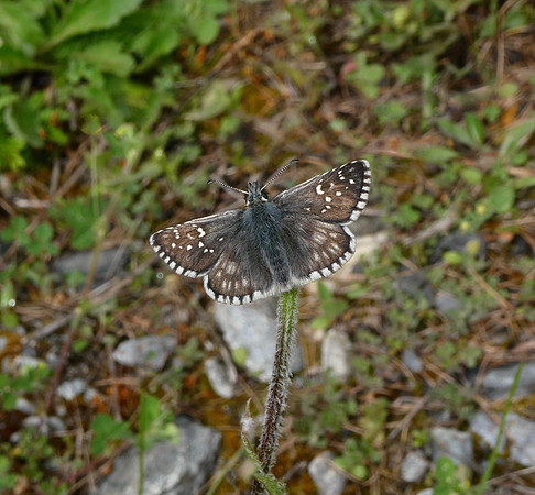 Carline Skipper