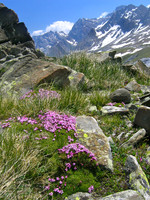Moss Campion