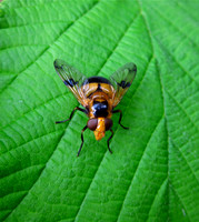 Insects