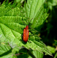 Cardinal Beetle [serraticornis]