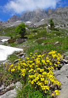 Hoary Rockrose
