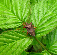 Forest Bug