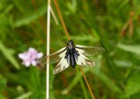 European Owlfly