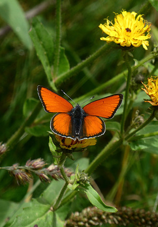 Purple-edged Copper