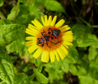 Fire Bug