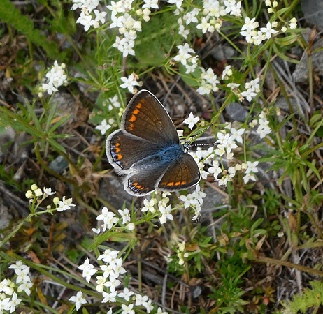 Eros Blue female