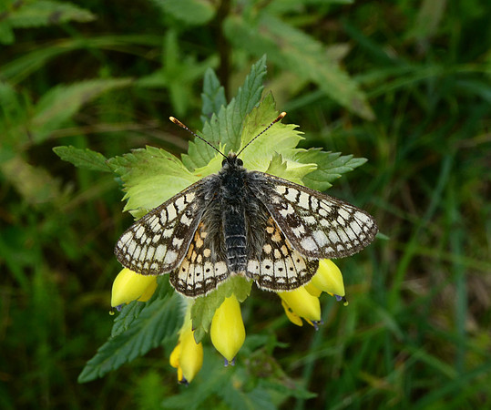 Marsh Fritillary aberration