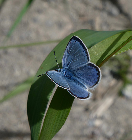 Green-underside Blue