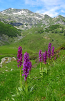 Early Purple Orchid