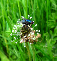Bluebottle