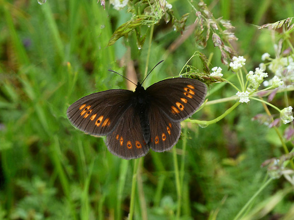 Almond-eyed Ringlet