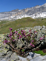 Mezereon