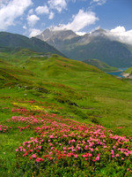 Alpenrose