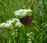 Almond-eyed Ringlet