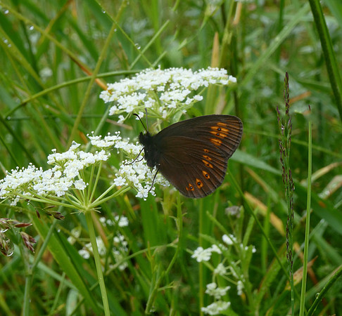 Almond-eyed Ringlet