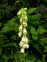 Large Yellow Foxglove
