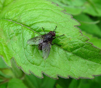 Clusterfly
