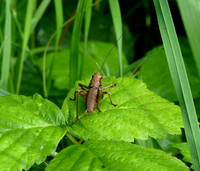 Dark Bush Cricket