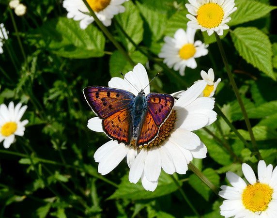 Purple-shot Copper