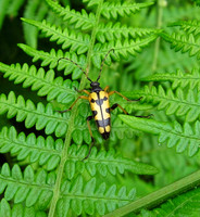 Black and Yellow Longhorn
