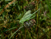 Great Green Bush-cricket