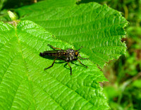 Brown Heath Robberfly