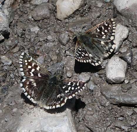 Grizzled Skippers