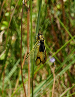 European Owlfly