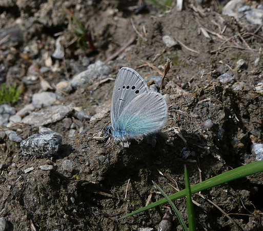 Green-underside Blue