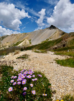 Alpine Aster