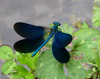 Beautiful Demoiselle