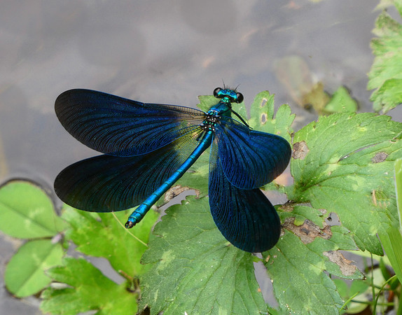 Beautiful Demoiselle