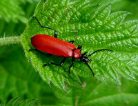 Cardinal Beetle [coccinae]