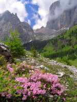 Dwarf Alpenrose