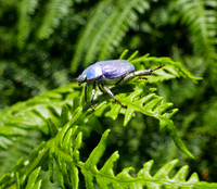 Cerulean Chafer Beetle