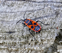 Fire Bug