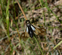 European Owlfly